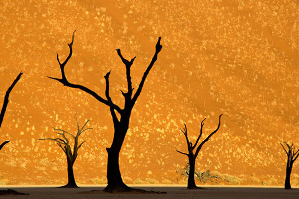 Dead Vlei